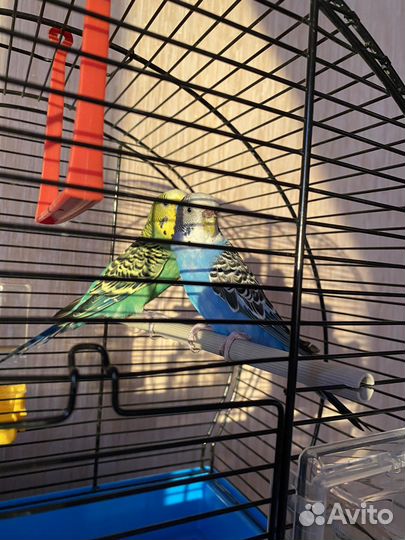 Волнистый попугай