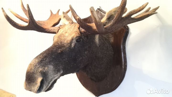 Голова лося