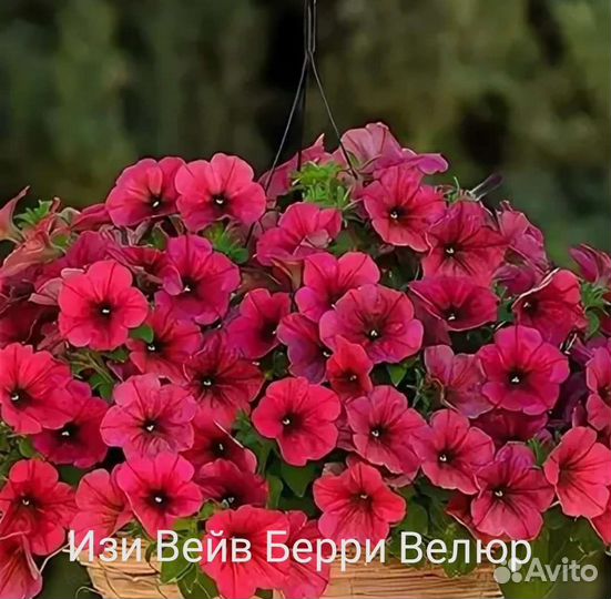 Тайдал Ампельная петуния
