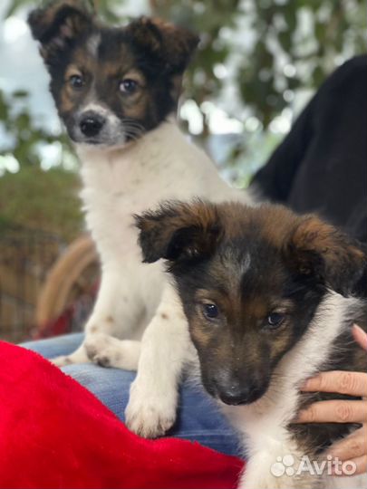 Щенки в добрые руки