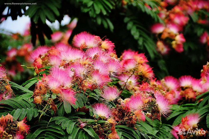 Альбиция ленкоранская семена, шелковая акация