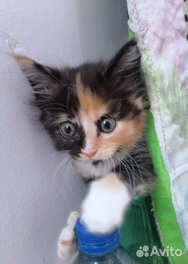 Котята мейн-кун