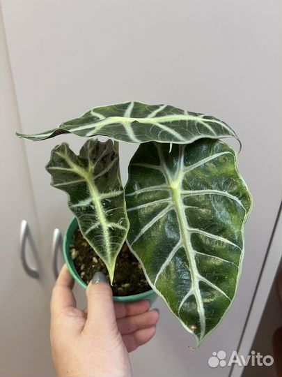 Комнатные цветы