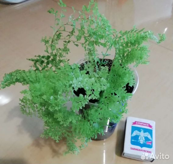 Папоротник нефролепис