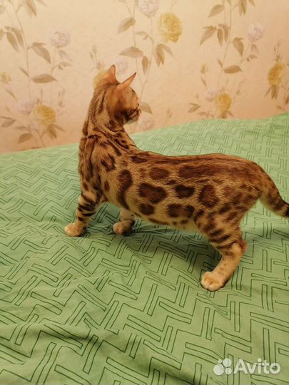 Бенгальские котята