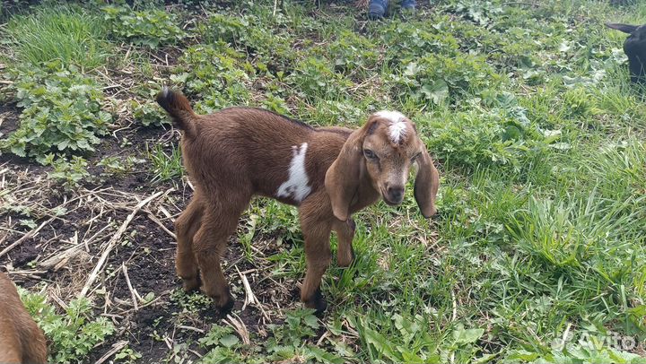 Процентный козлик