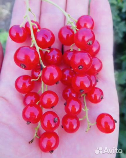 Красная смородина саженцы