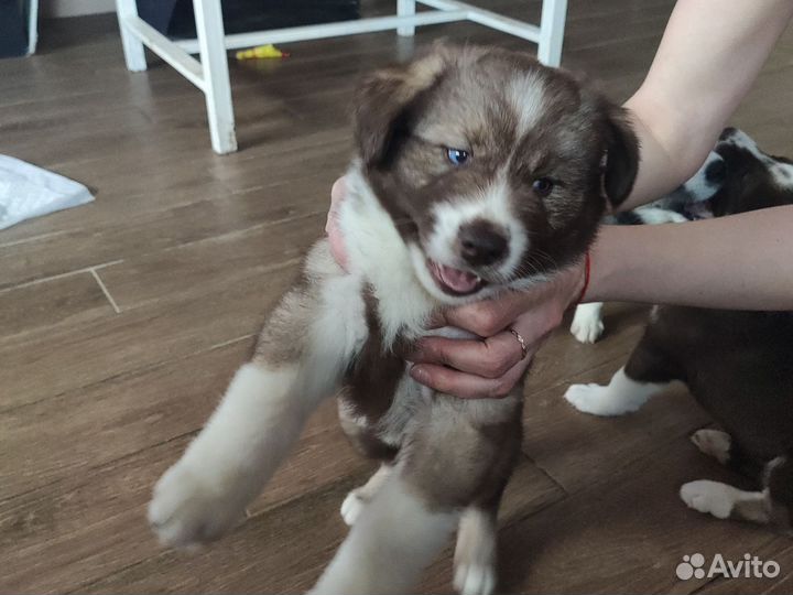 Собака в добрые руки отдам бесплатно