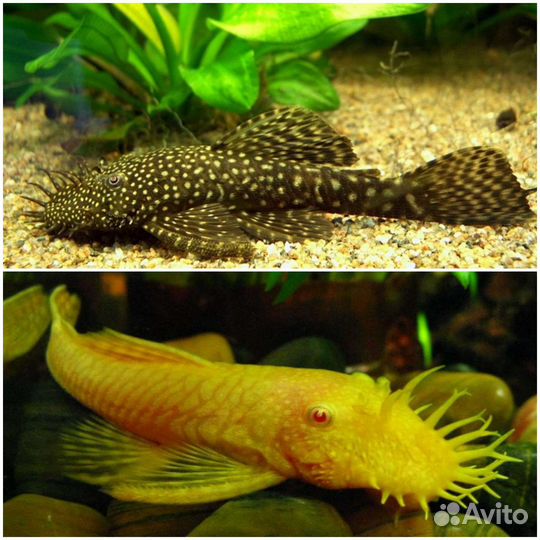 Анцитрусы барбусы данио золотые и растения