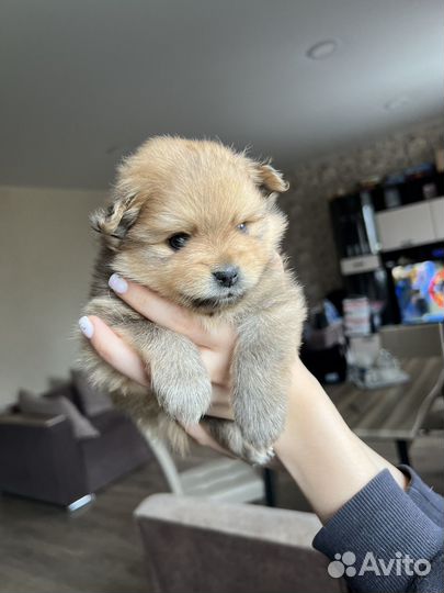 Щенки шпица