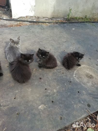 Котята в добрые руки