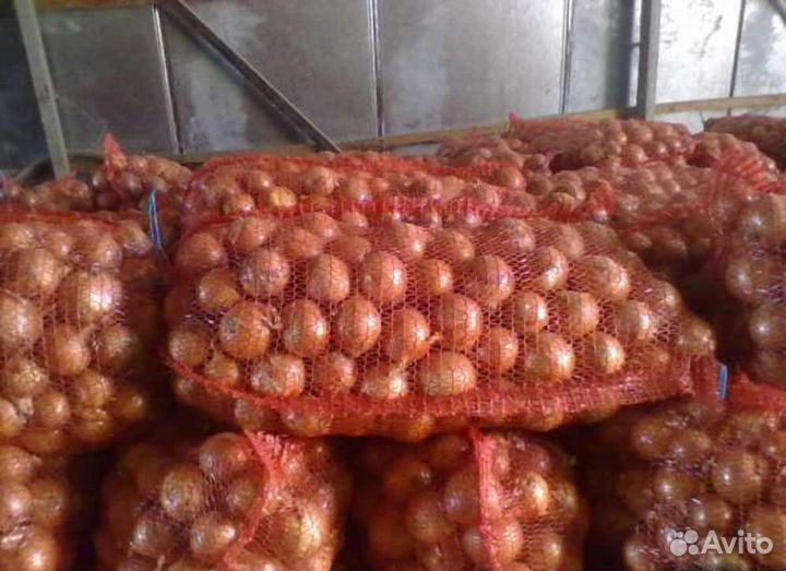 Лук репчатый