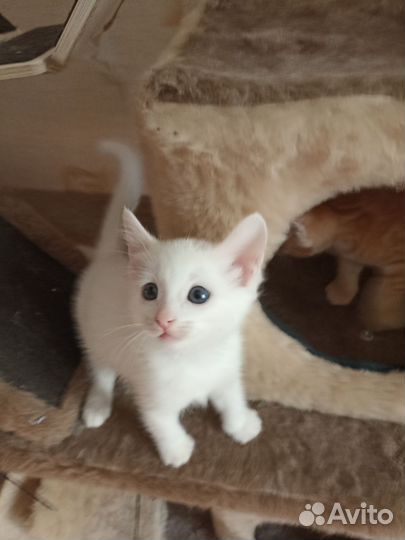 Котята в добрые руки, очень милые,игривые
