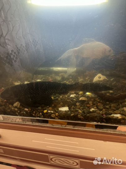 Аквариум с рыбами