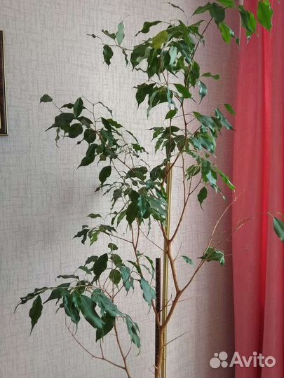 Фикус Бенджамина