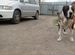 Продажа щенков Среднеазиатская овчарка (Алабай)сао