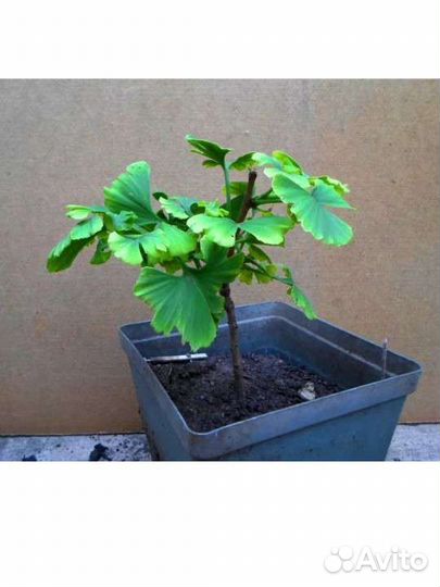 Гинко билоба