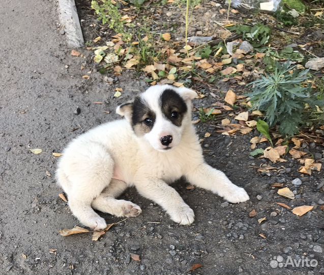 Щенок в добрые руки бесплатно