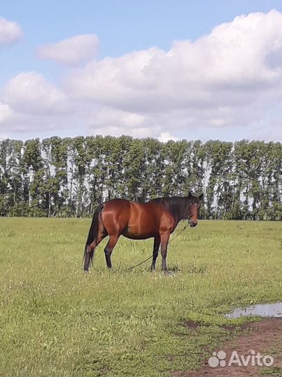 Продам кобыл