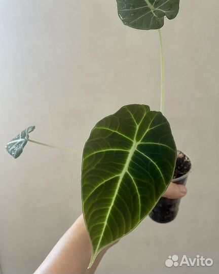 Алоказия блэк вельвет