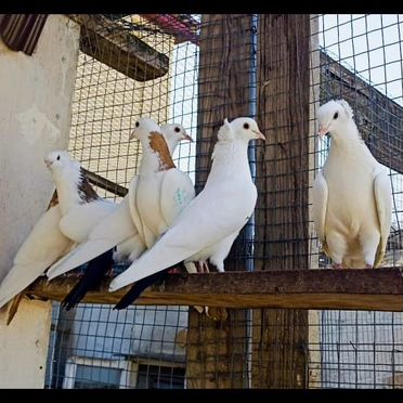 Белоснежные голуби