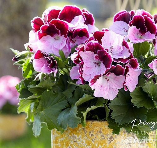 Королевская пеларгония