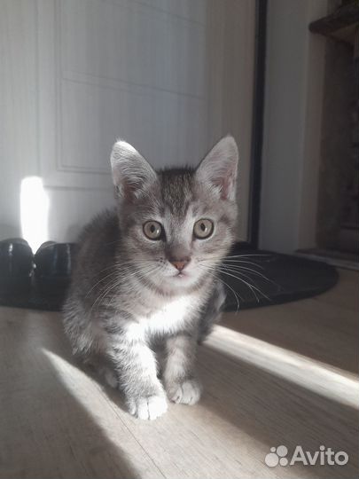 Котик ищет дом