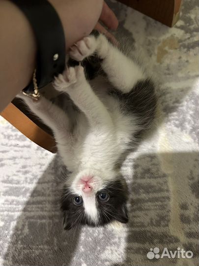 Котик в добрые руки