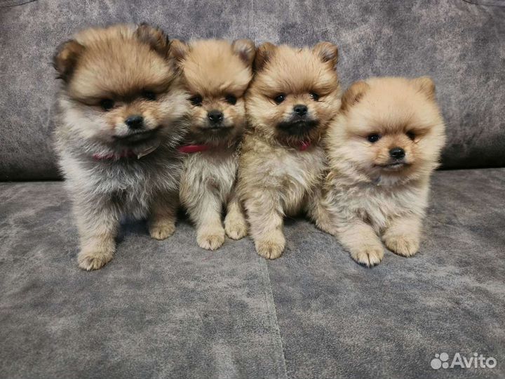 Немецкий шпиц