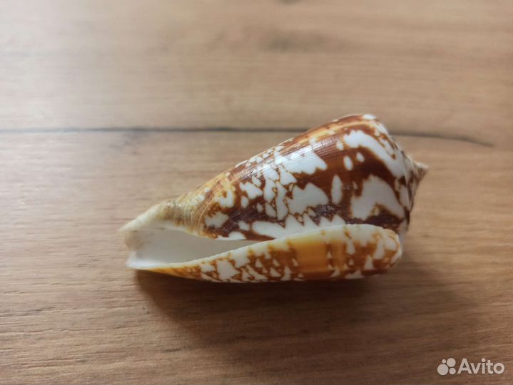 Морская раковина