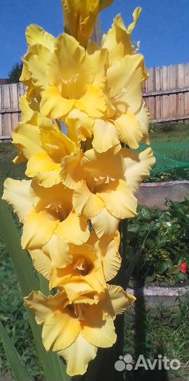 Гладиолусы луковицы и детки