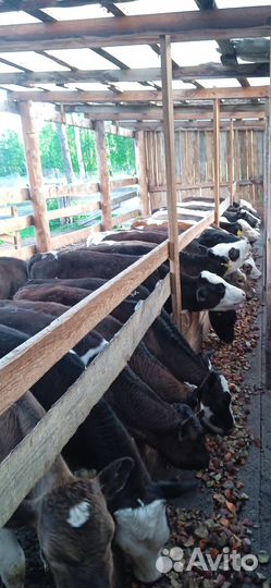 Телята Коровы