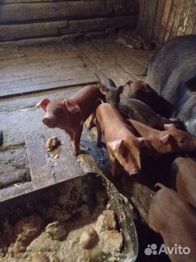 Поросята