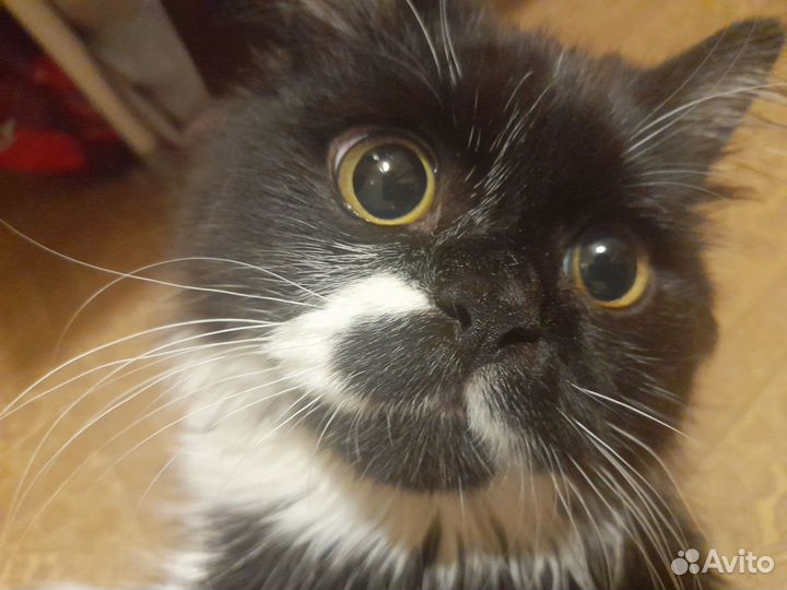 Котик в добрые руки