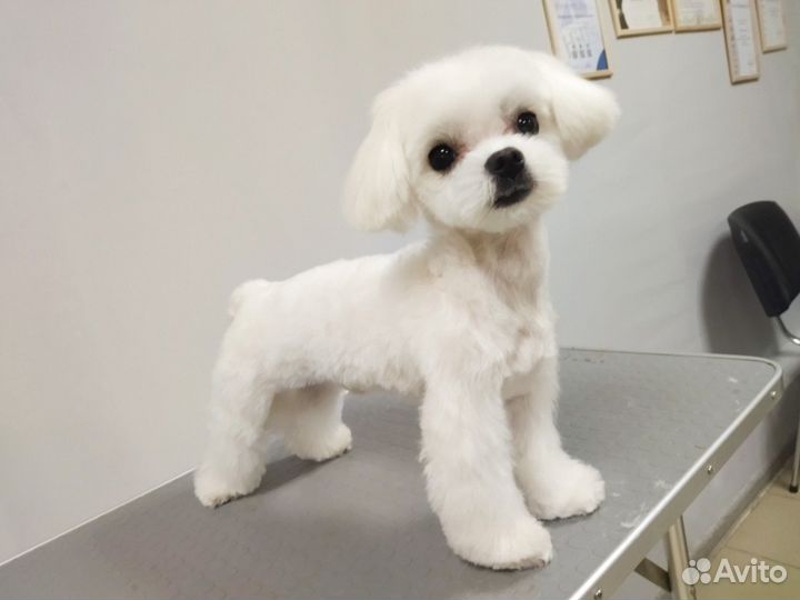 Вязка мальтезе кобель