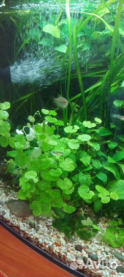 Гидрокотила белоголовая аквариумные растения