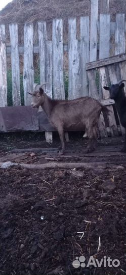 Коза дойная