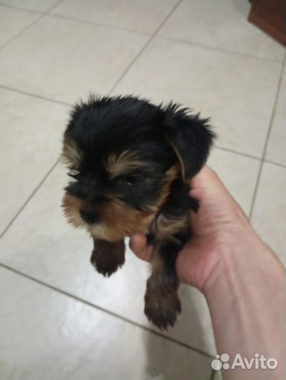 Вязка йорка