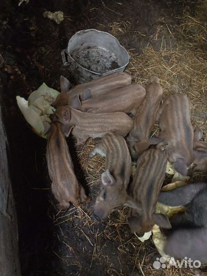 Венгерская мангалица