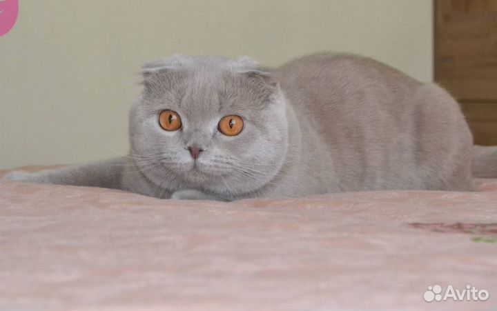 Британский кот, вязка