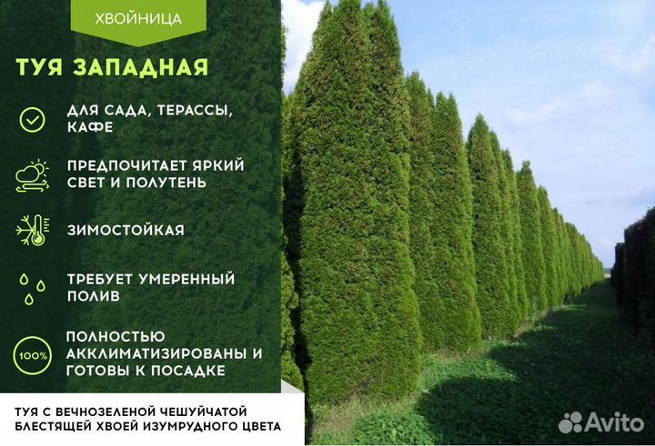 Туи в ассортименте: Колумна, Брабант, Смарагд