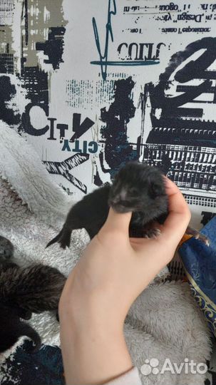 Отдам котят