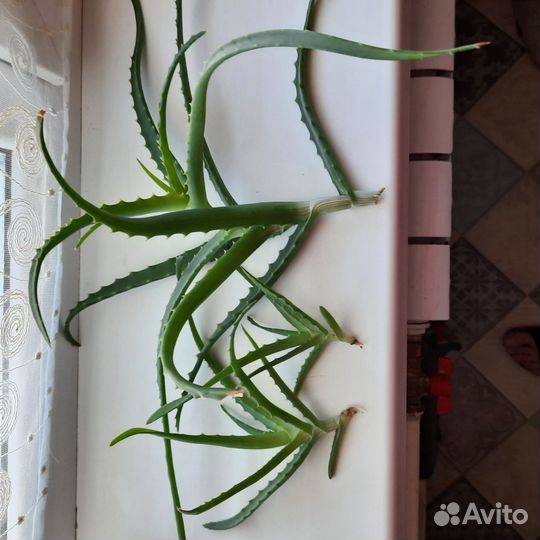 Денежное дерево Толстянка, Алоэ Столетник, Рео Рэо