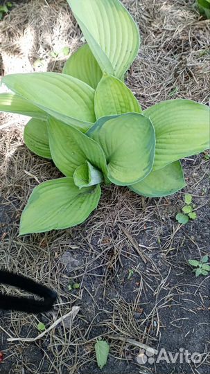 Хоста растение