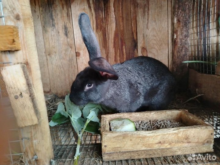 Кролики мясных пород