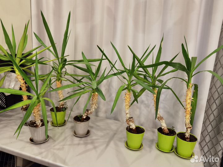 Пальма юкка