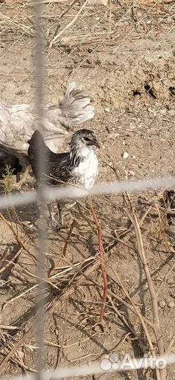 Курочки молодки