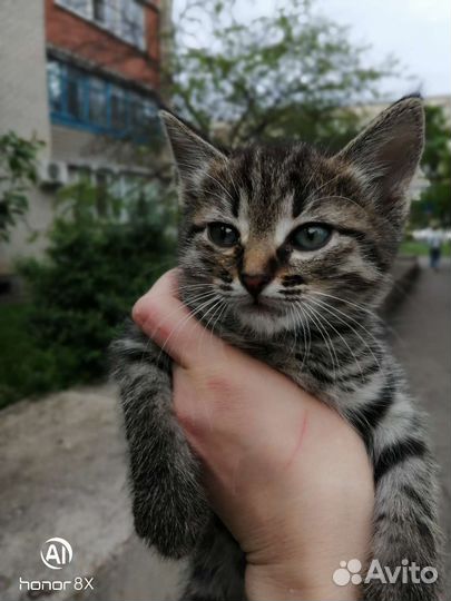 Мальчик в добрые руки