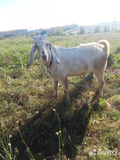 Нубийский козел. Коза