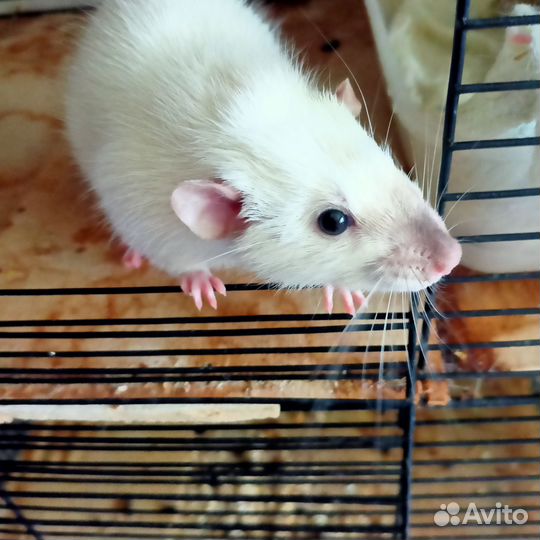 Крысята дамбо